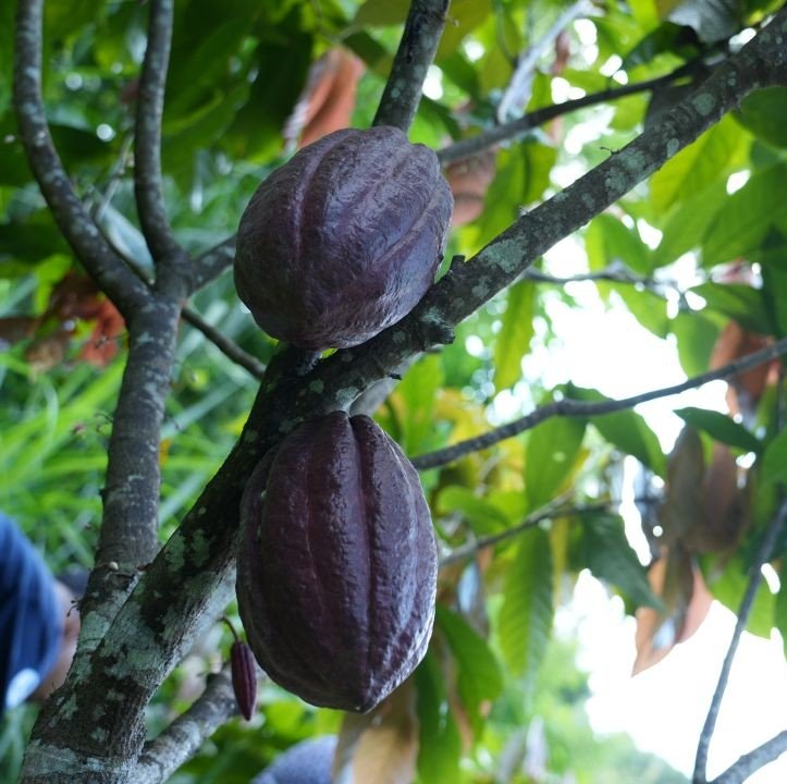 Kelompok Tani Sido Dadi mengolah limbah kakao