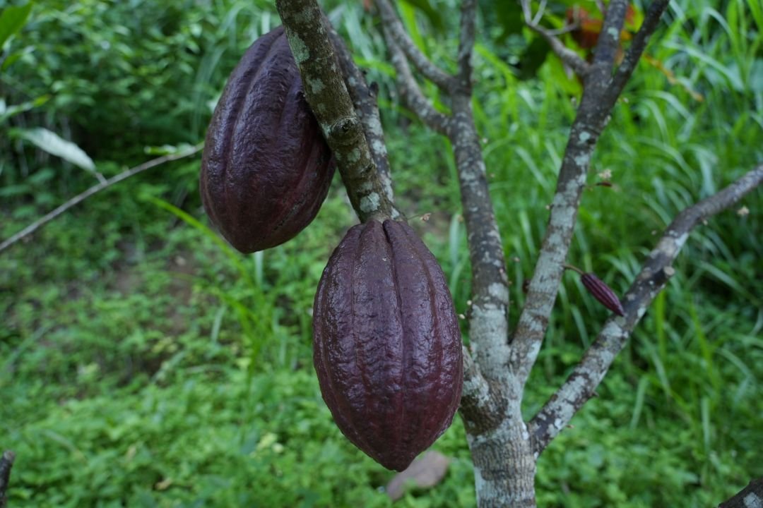 Petani Kakao Kelompok Tani Sido Dadi