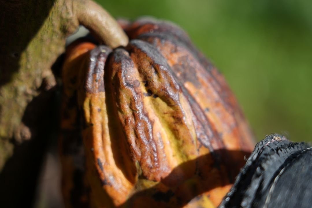 Kebun Kakao